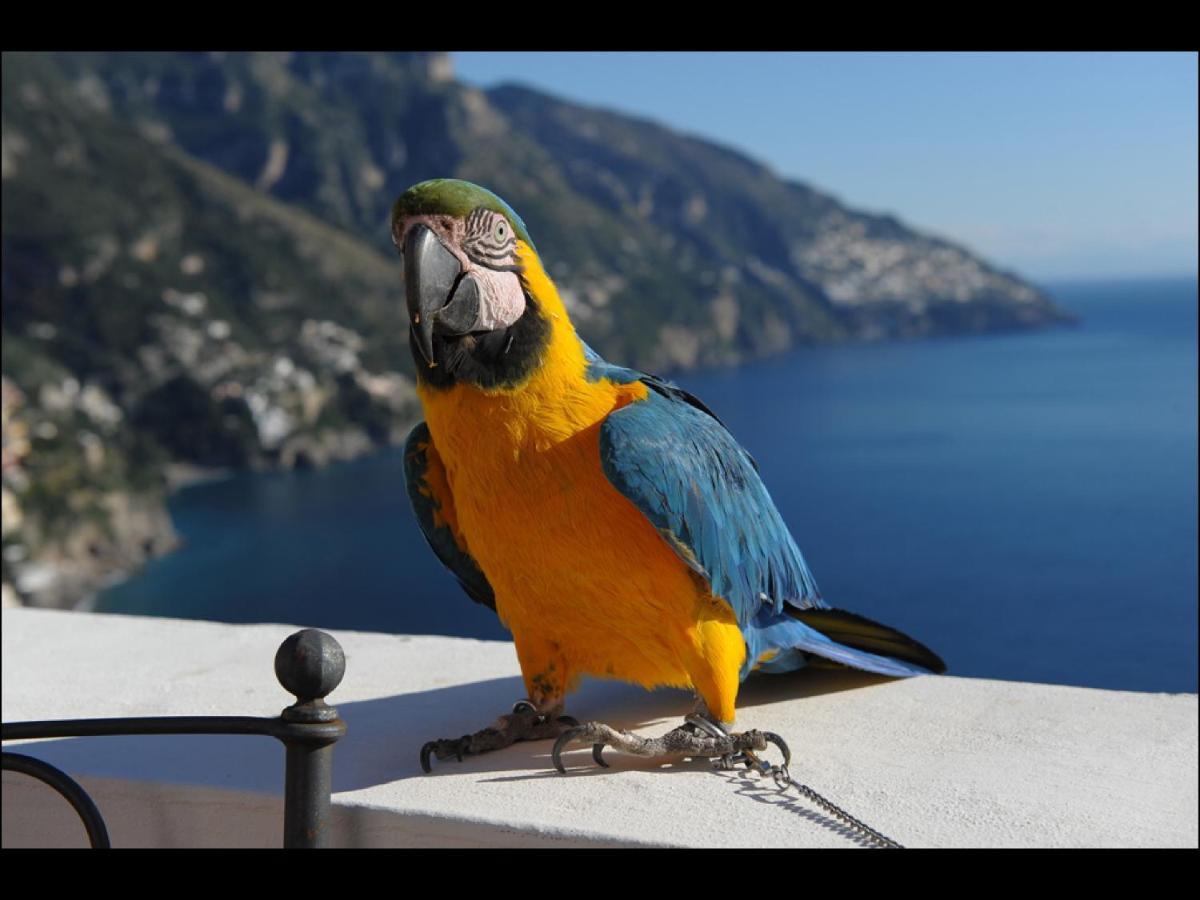 Villa Briganti Seaview Terrace Positano Exterior foto
